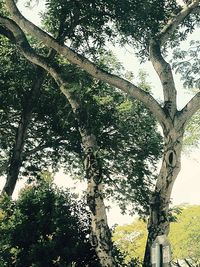 Low angle view of trees against sky