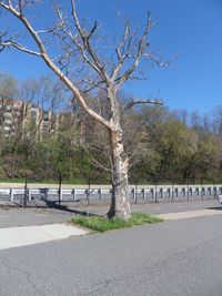Bare trees against sky