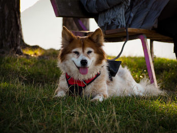 Dog sitting on field