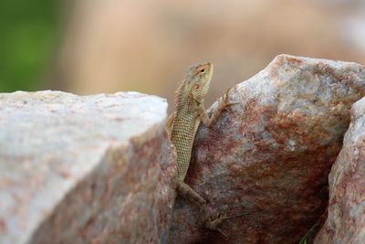 Close-up of lizard on wood