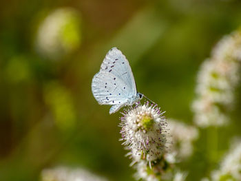 Close-up of butterfly pollinating on flower