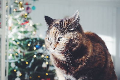 Close-up of cat against christmas tree at home