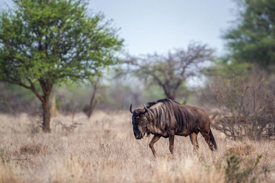 Horse standing in land