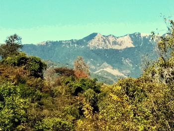 Scenic view of forest