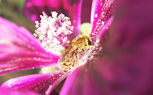 Close-up of insect on purple flower