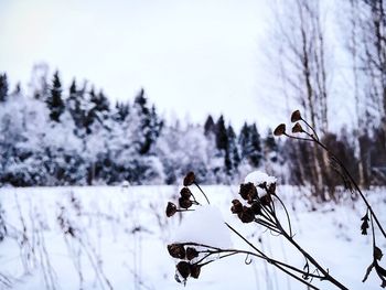 Close-up of snow on tree against sky