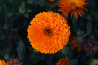 Close-up of orange marigold flower