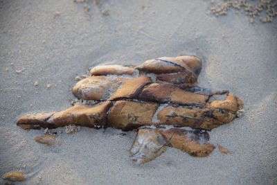 Close-up of crab on beach