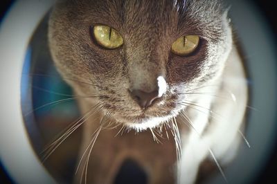 Close-up of cat looking away