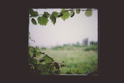 Close-up of ivy on window