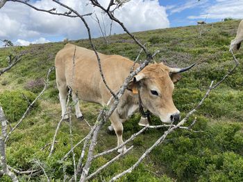 Horse in a field