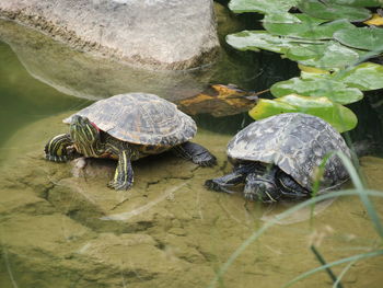 High angle view of a turtle in water