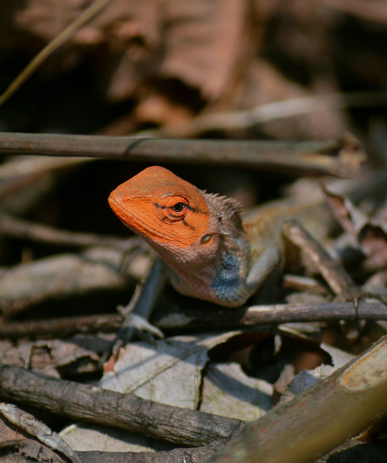 Sikkim wildlife