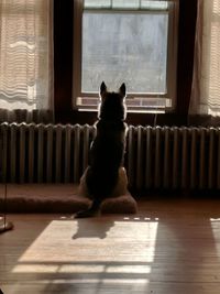 Dog sitting on window at home