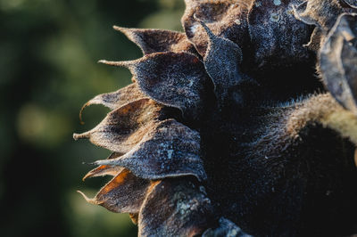 Close-up of an animal