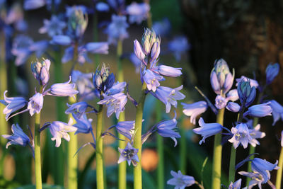 Close-up of purple flowering plants on field