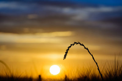 Close-up of silhouette plant growing on field against sky at sunset