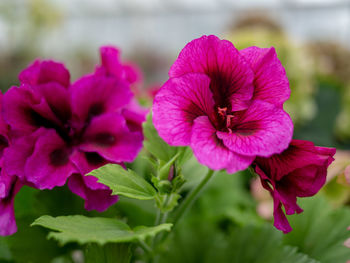 Close-up of pink flowering plant