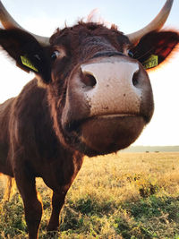 Close-up of cow on field