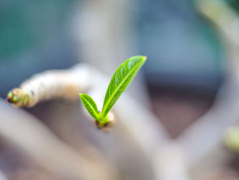 Close-up of young plant