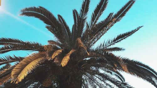 Low angle view of palm tree against sky