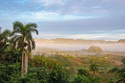 Scenic view of palm trees on landscape against sky