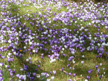 Full frame shot of flowers