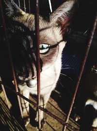 Close-up portrait of a cat