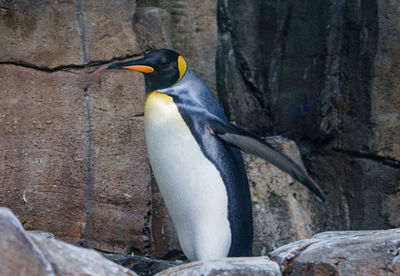 Close-up of penguin