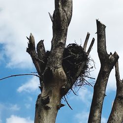 Low angle view of dead tree against sky