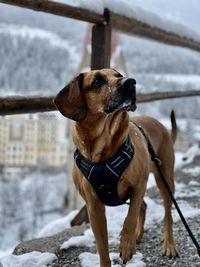 Dog looking away on snow