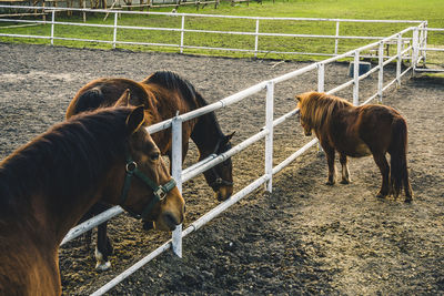 Horse standing in ranch