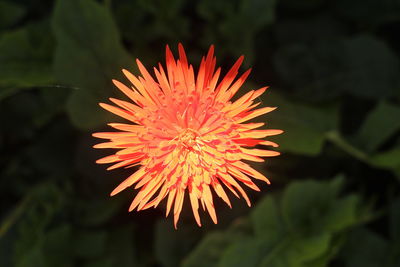 Close-up of flower blooming outdoors