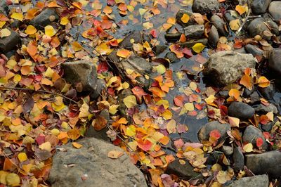 Close-up of maple leaves fallen on water