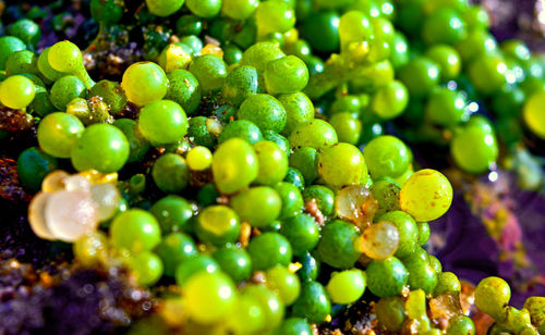 Full frame shot of grapes