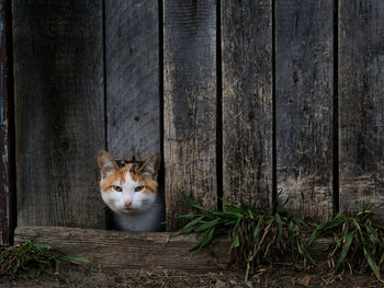 Cat peeking out of a hole in the old wooden fence