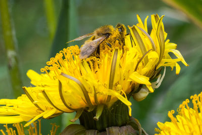 Close-up of honey bee on sunflower