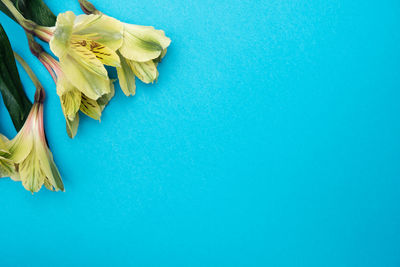 Close-up of yellow flowers against blue background