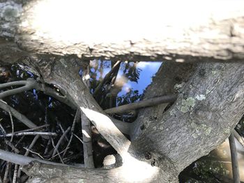 Close-up of tree trunk during winter