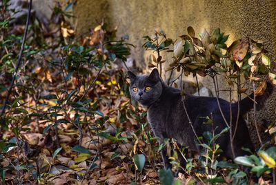 Portrait of a cat in a field