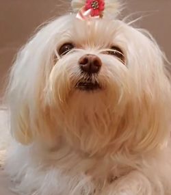 pet
