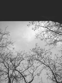 Low angle view of bare trees against sky