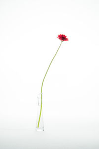 Close-up of red flower against white background