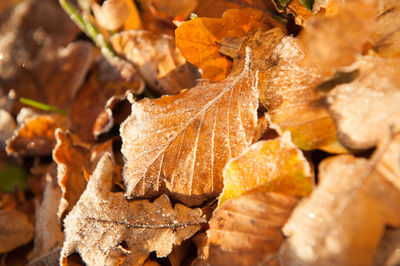 Close-up of dry leaves