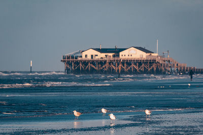 Seagulls on beach against sky