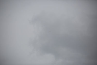 Low angle view of bird flying in sky