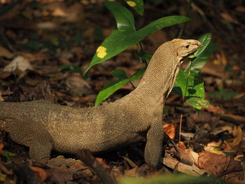 Close-up of lizard on field