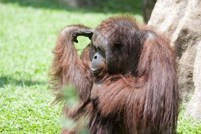 Close-up of brown plant in zoo