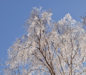 Low angle view of frozen bare trees against blue sky