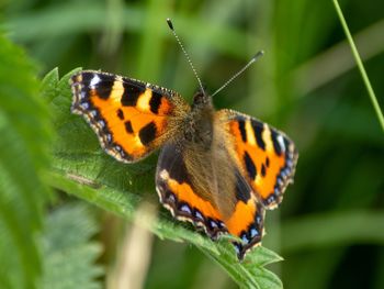 Close-up of butterfly on leaf